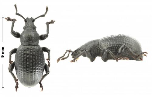 Otiorhynchus sp.